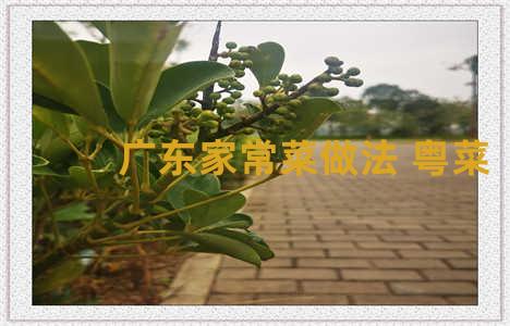 广东家常菜做法 粤菜